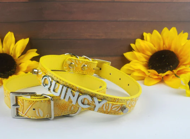 the best collar for a new puppy