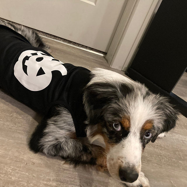 Top Halloween Costumes for Dogs