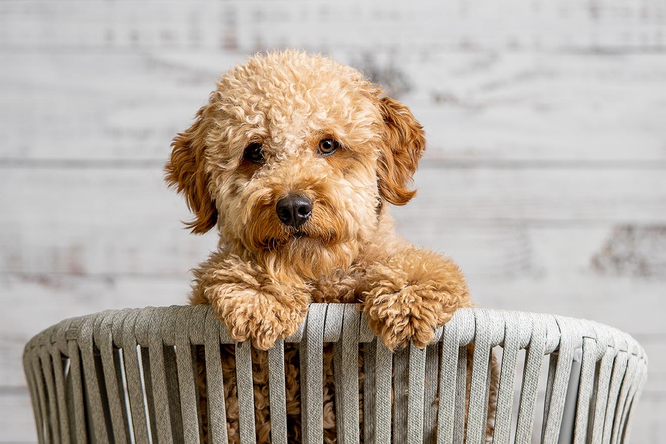 Facts About Goldendoodles