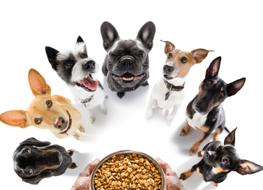 Most Popular Dog Breeds ranked in the US and around the world