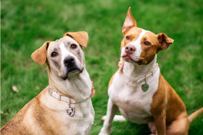 What is the Average Annual Cost of a Dog