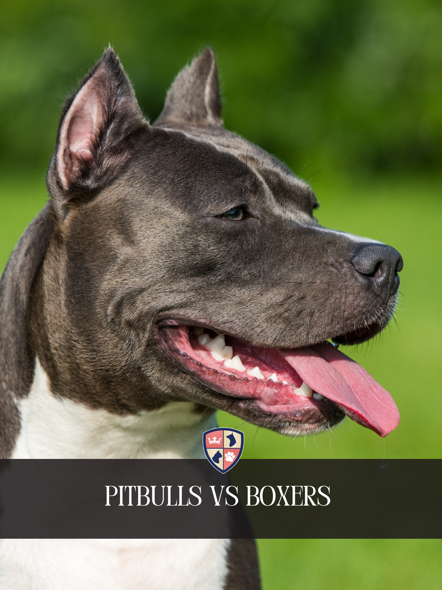 Comparing Boxers and Pitbulls: What’s the difference?