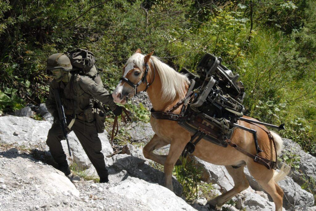 Did you know dogs still serve in the military? Here's how they protect and serve our country