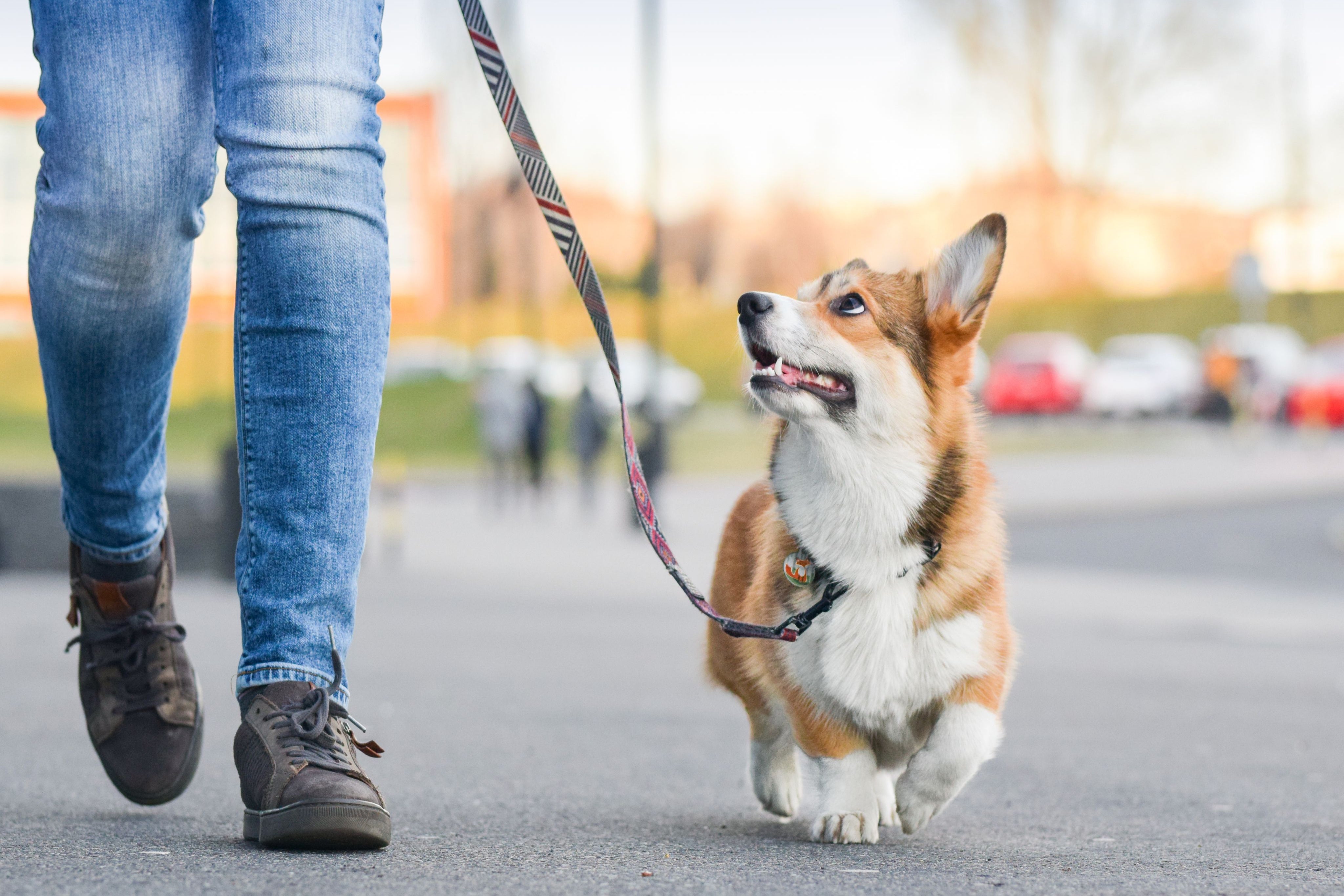 How often should you walk your dog?