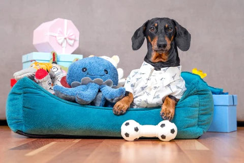 Best Toys and gadgets to keep your pet busy