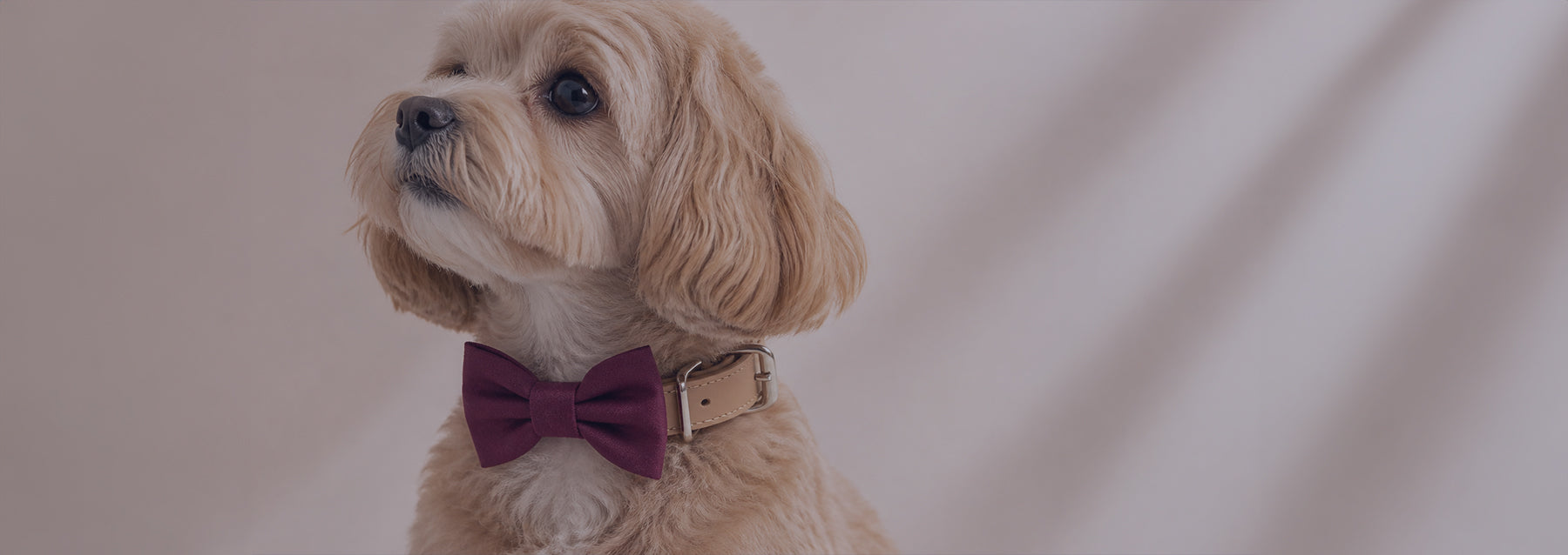 Bowtie Collars