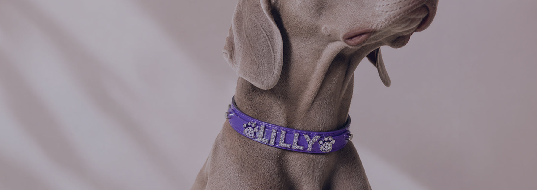 Personalized Collars