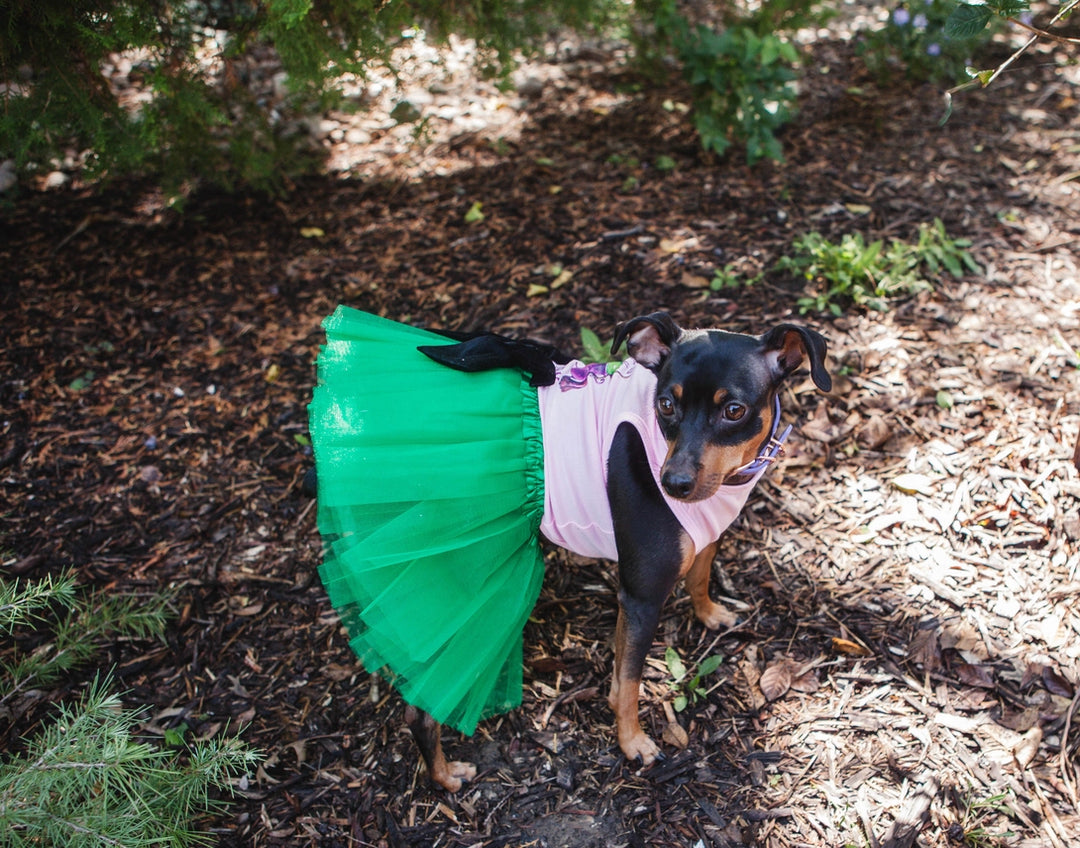 Halloween Dog  Costume | Head Of The Coven