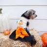 Halloween Dog  Costume | Mommy's/Daddy's Little Pumpkin
