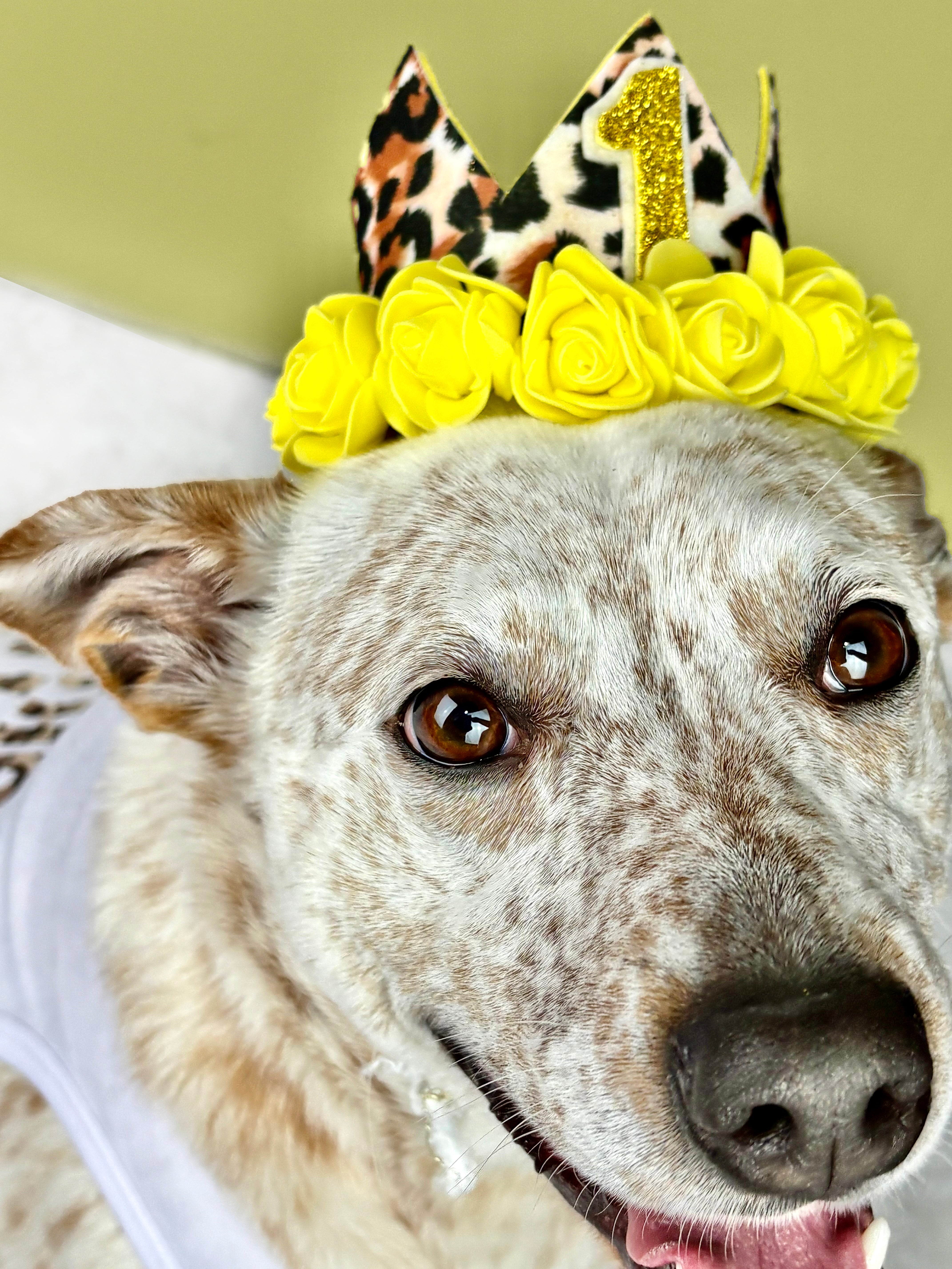 Personalized Birthday Girl Outfit | The Yellow Cheetah