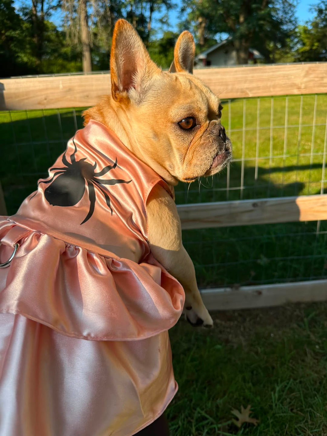 Spiderella Witch Dog Costume