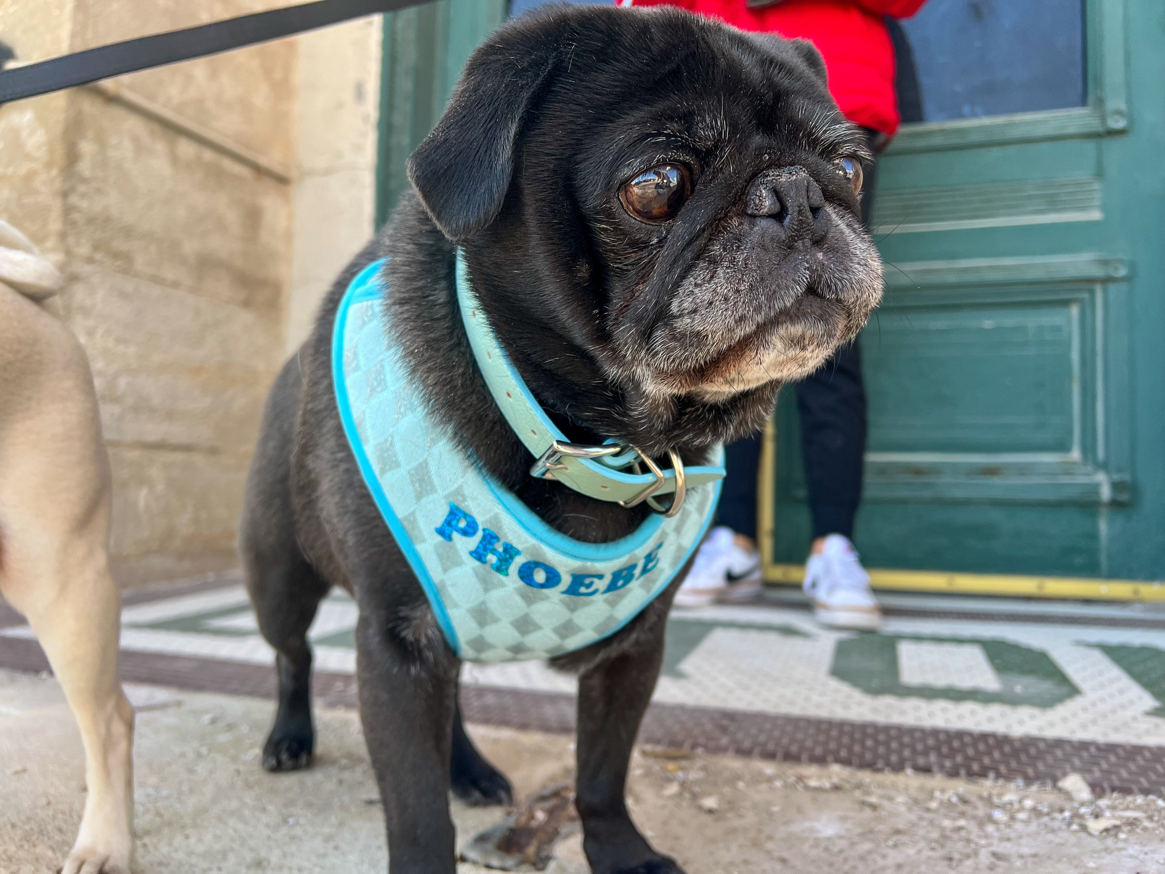 Blue Diamond Sparkle Harness