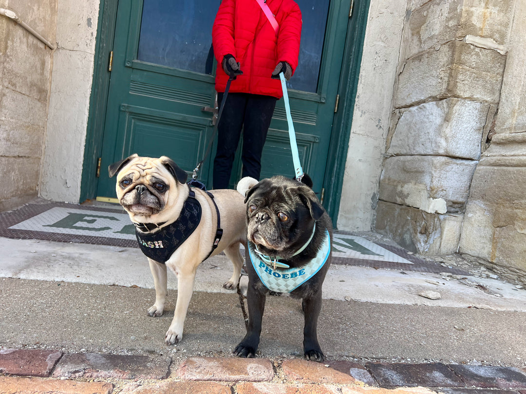 Blue Diamond Sparkle Harness