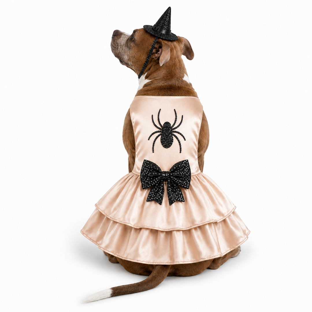 Spiderella Witch Dog Costume