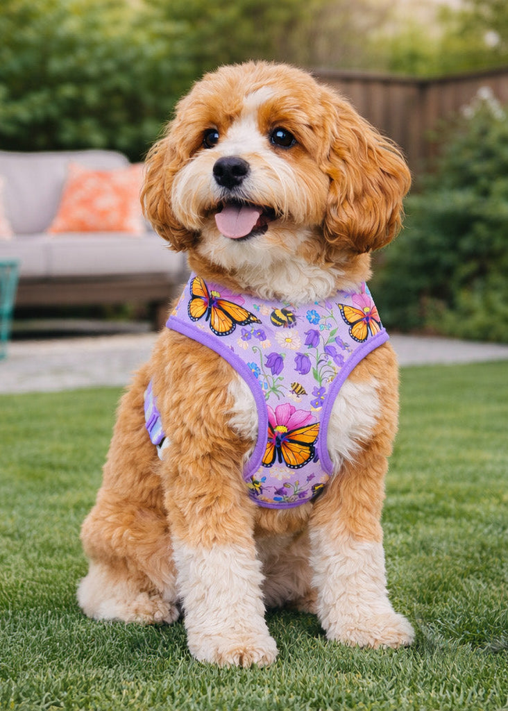 Dog wearing a purple harness with butterfly designs on grass