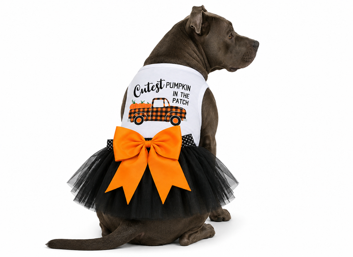 Halloween Dog Outfit | Cutest Pumpkin In The Patch Witch Dog Costume