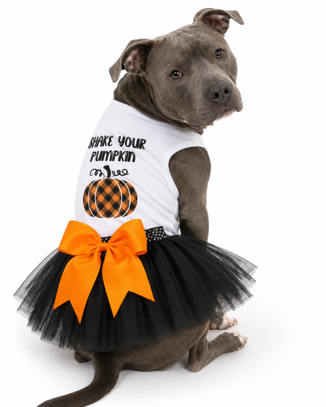 Halloween Dog Outfit | Shake your Pumpkin Witch Dog Costume