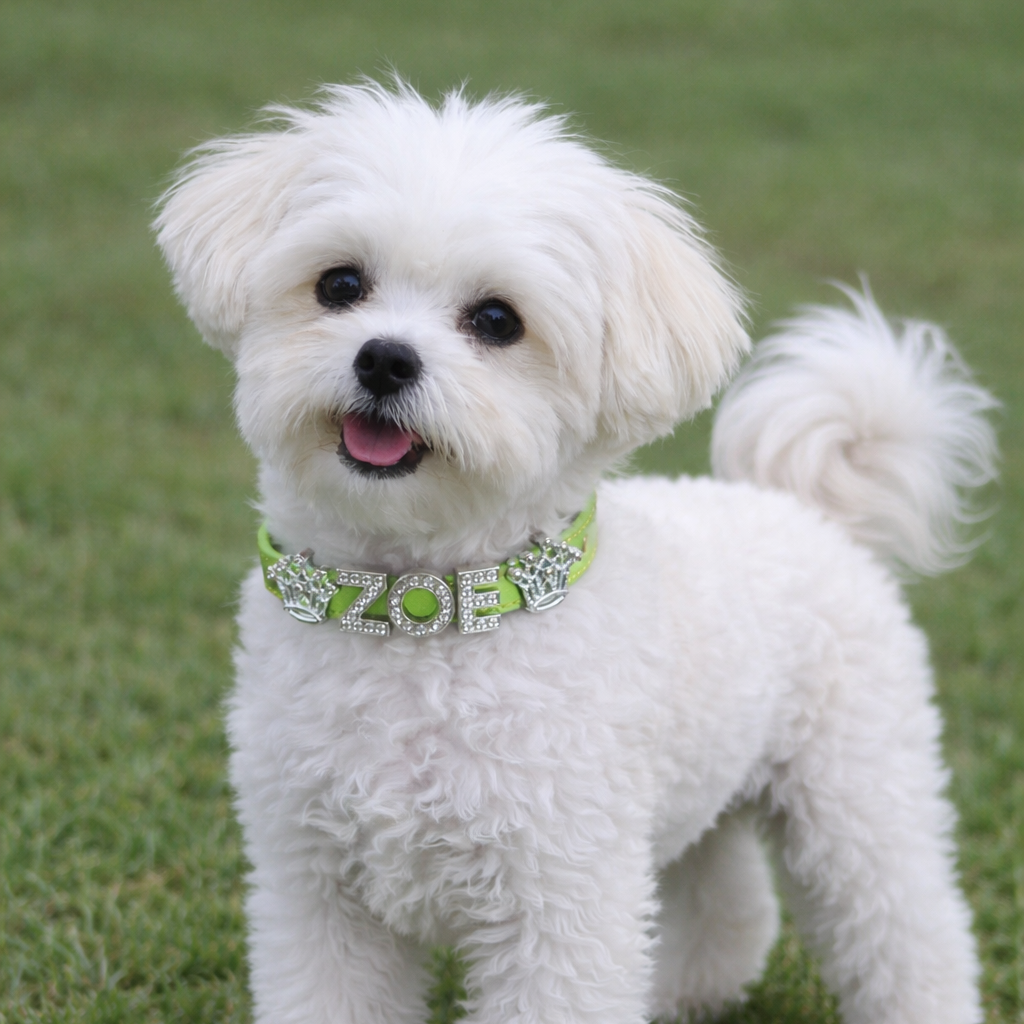 White dog wearing a green collar with decorative elements on grass