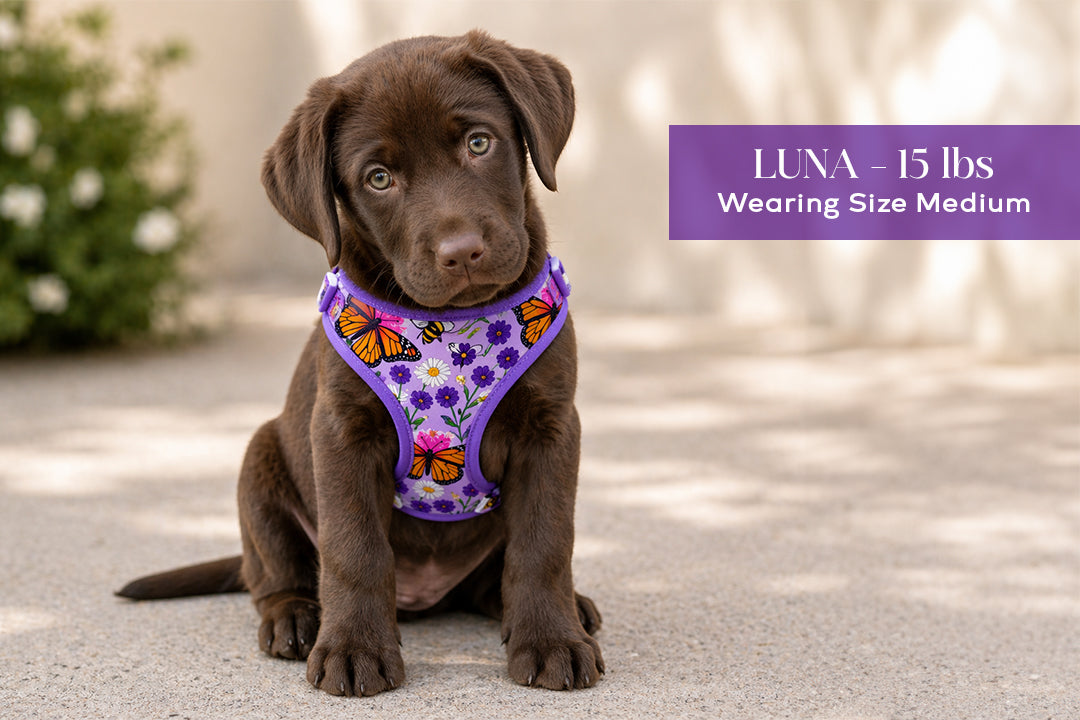 5 Piece Mariposa Puppy Bundle