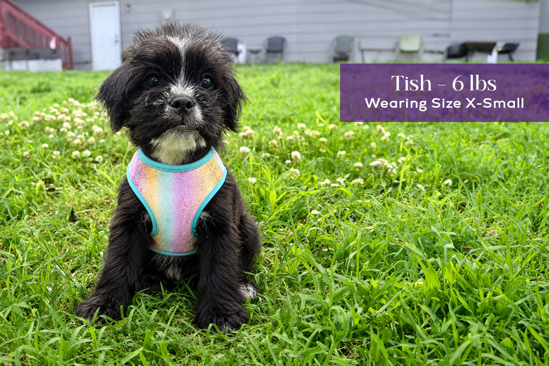 5 Piece Unicorn Puppy Bundle
