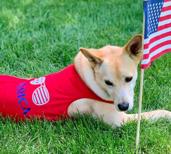 Dog Shirt | Cool American Dog