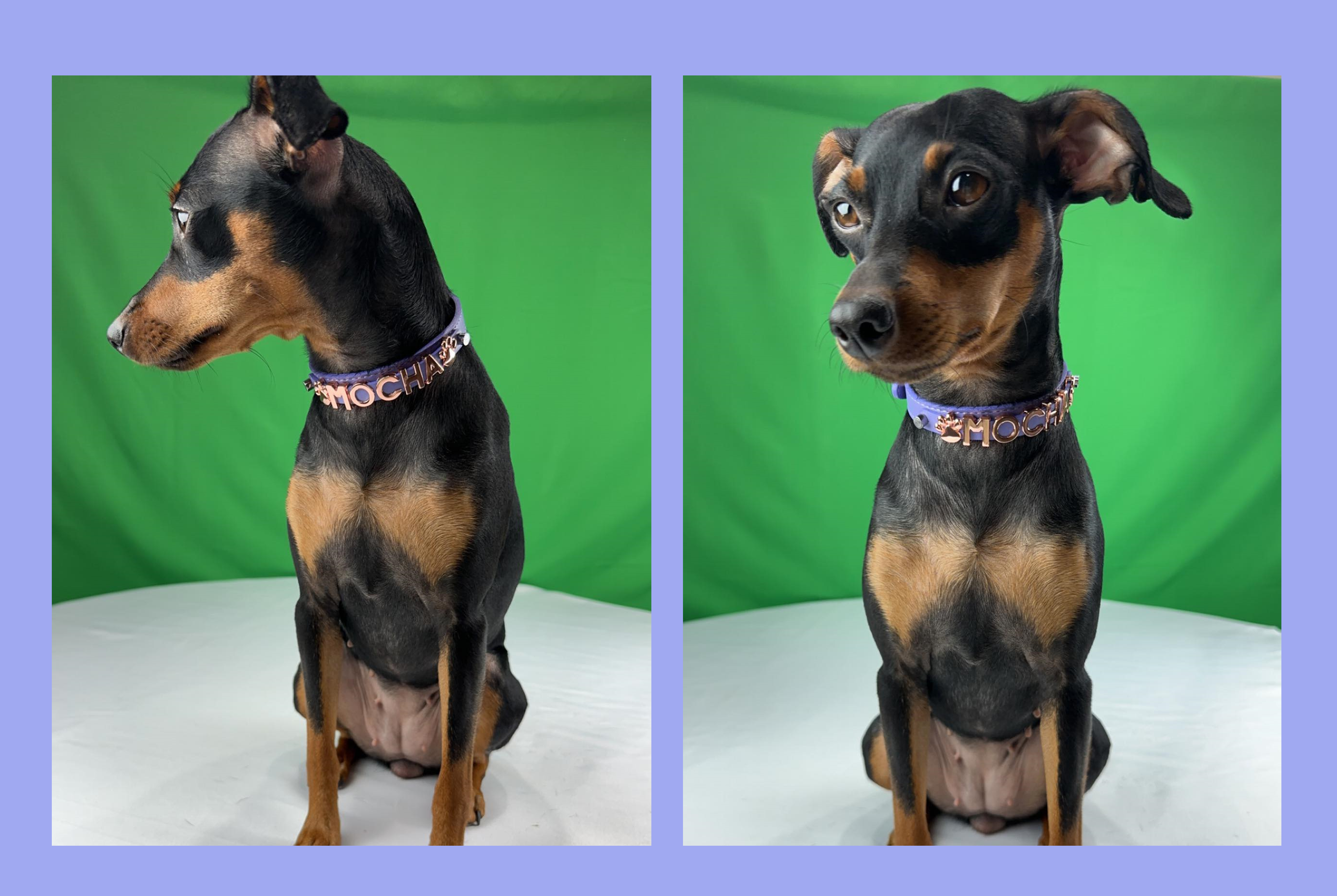 Matte Amethyst Rose Gold Personalized Pet Collar