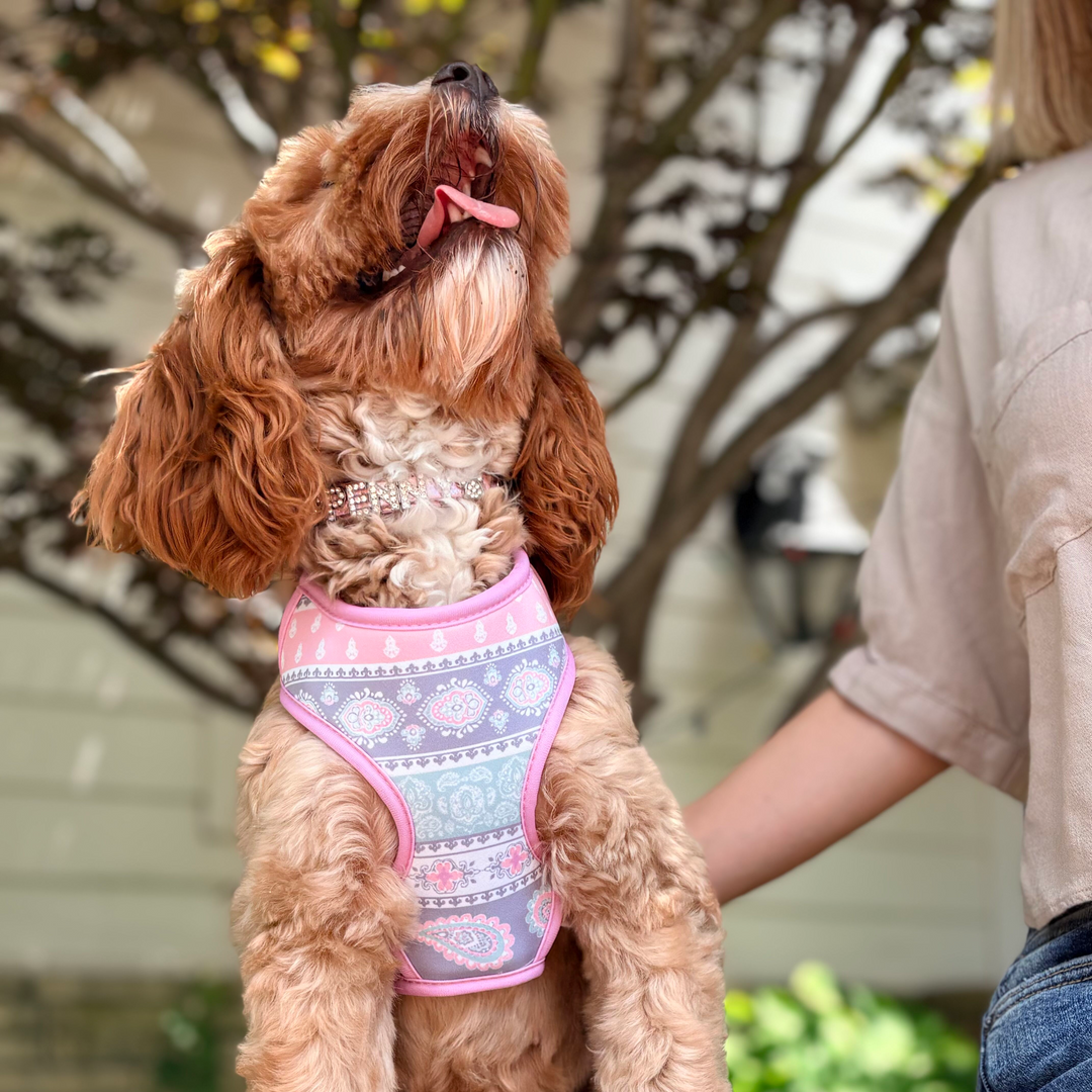 Pastel Paisley Dog Harness | Adjustable Pet Harness