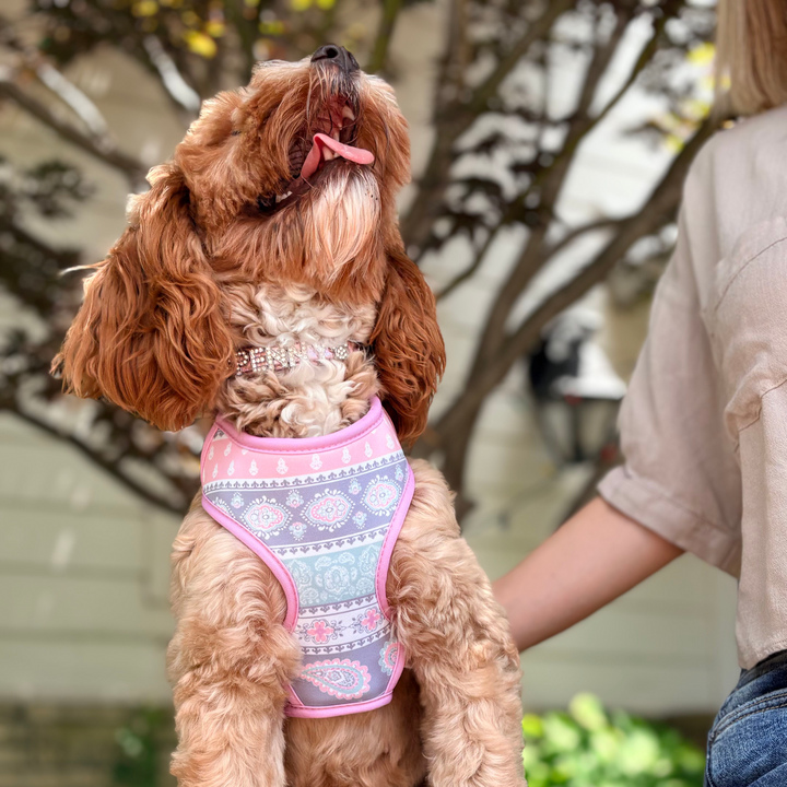 Pastel Paisley Dog Harness | Adjustable Pet Harness