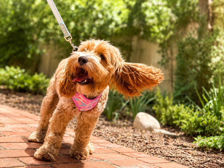 Low Country Dog Harness | Pastel Print Adjustable Pet Harness