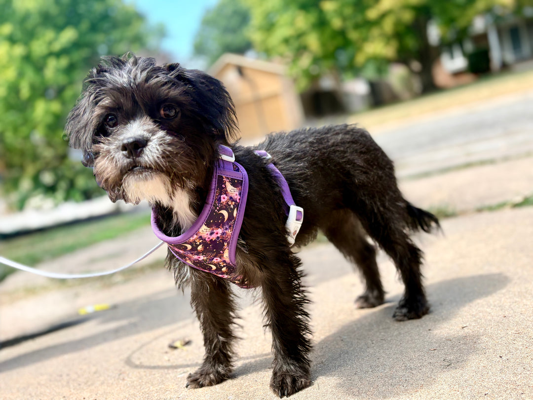 Luna Bella Pet Harness | Adjustable Pet Harness