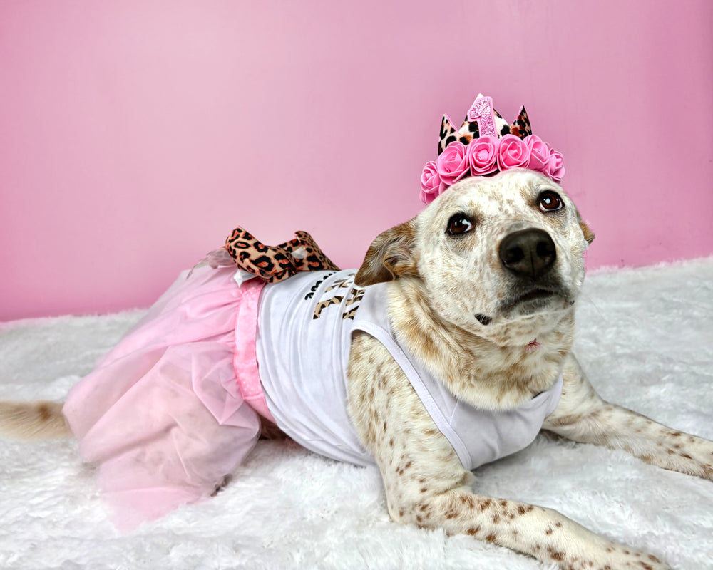 dog birthday dress Legendog Tutu Skirt & Party Supplies - Pink Girl Dog Birthday Outfit with Hat, Bowtie & for Small Dogs The comfortable fit ensures that your little friend will enjoy every moment of playtime and interaction Dog Birthday Party Ideas |