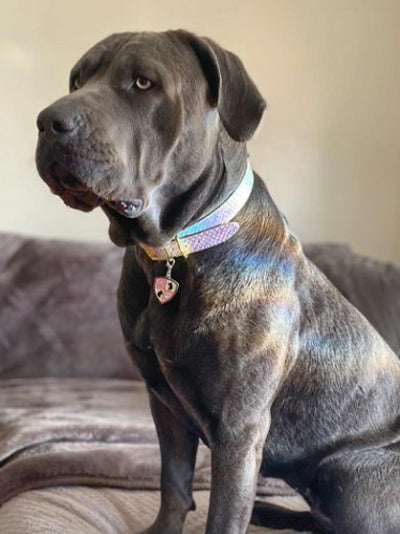 Collar | Iridescent Unicorn