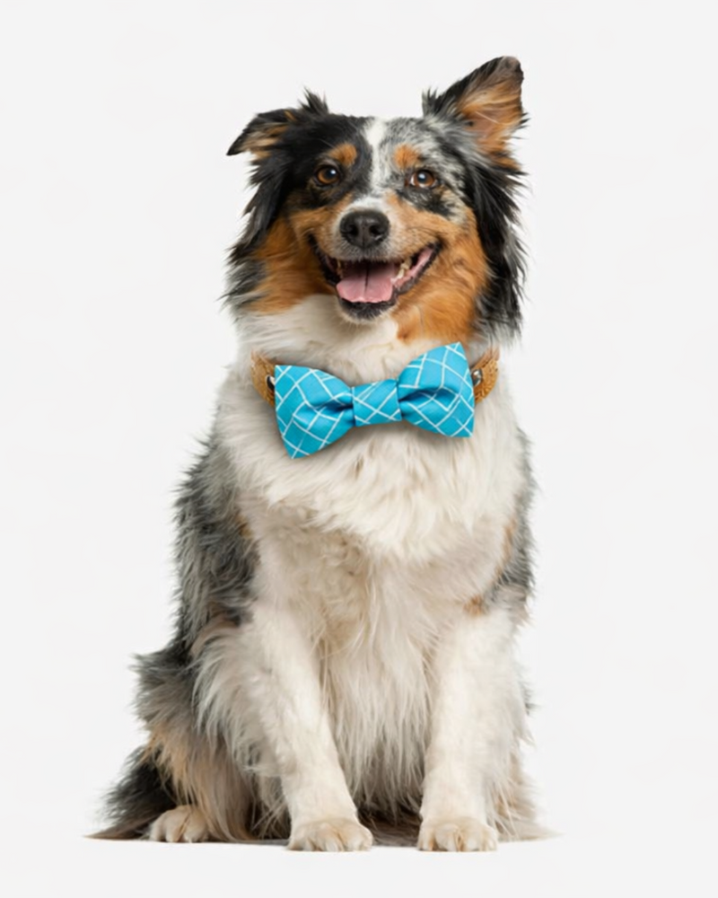 Dog wearing a blue bow tie on a white background