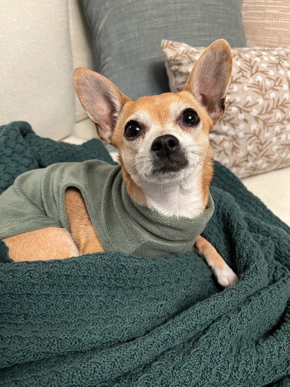 Base Layer Pet Fleece | 3 Color Choices