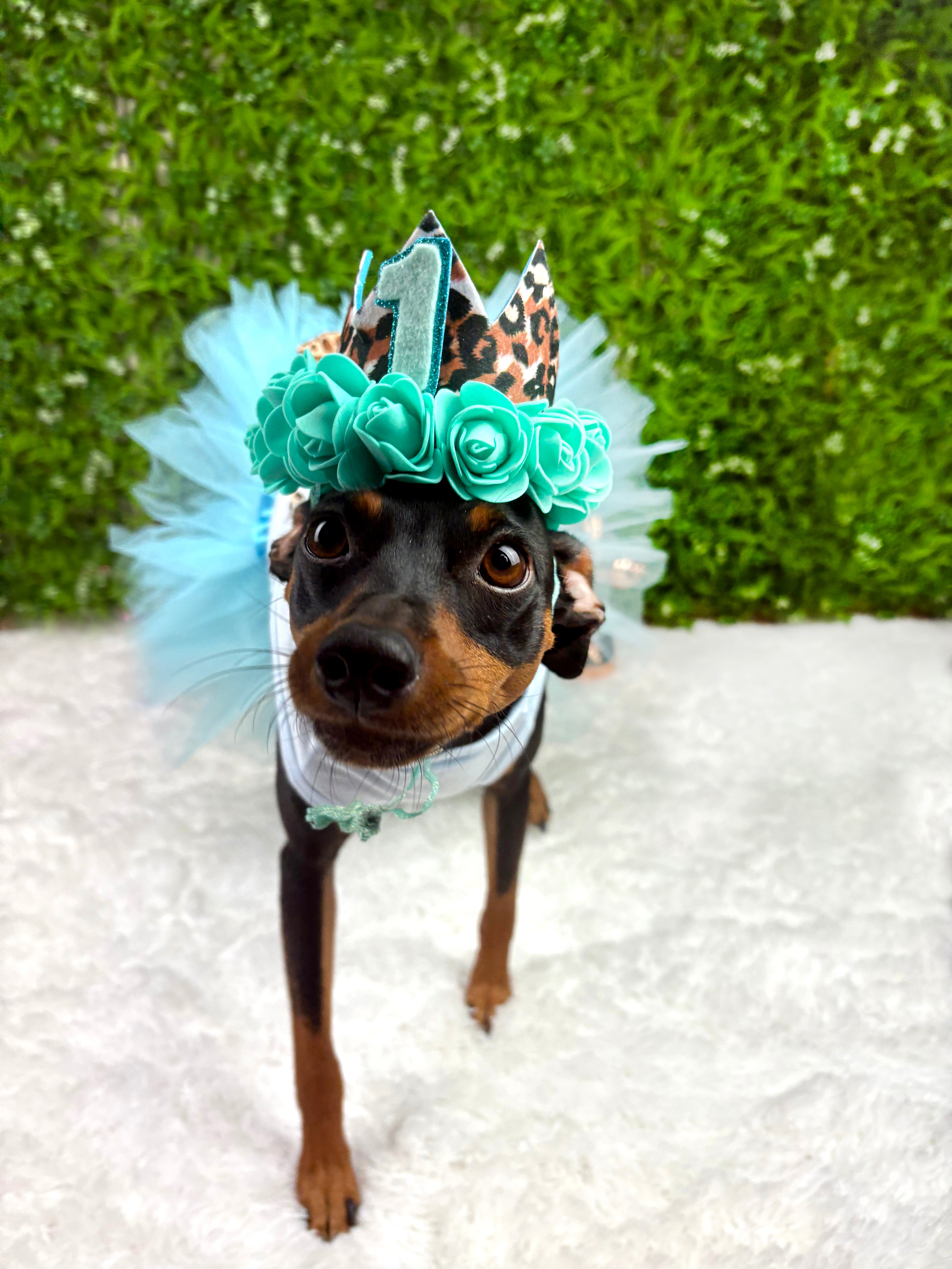 Birthday Girl Outfit | The Aqua Blue Cheetah