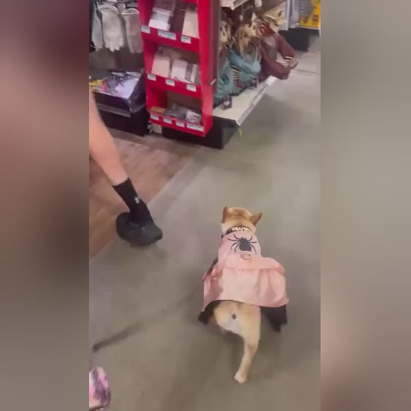 Spiderella Witch Dog Costume