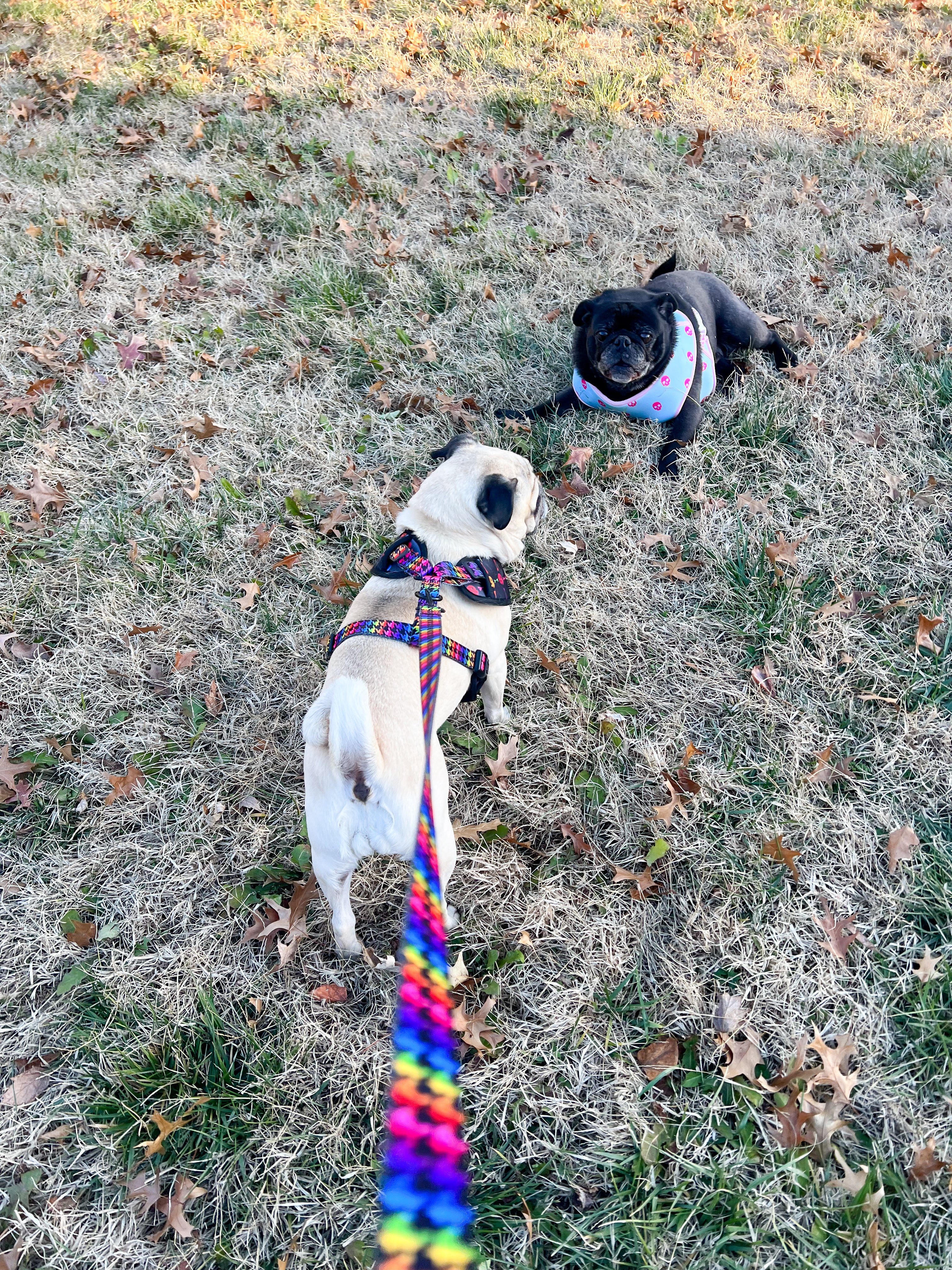 Rainbow Punk Skulls Harness
