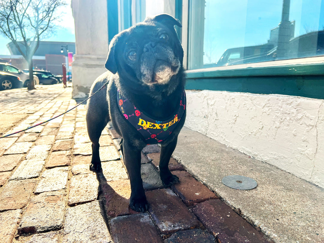 Rainbow Punk Skulls Harness