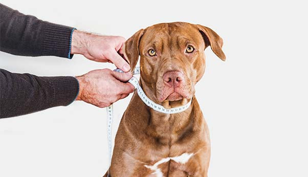 Personalized Collar | Metallic Star