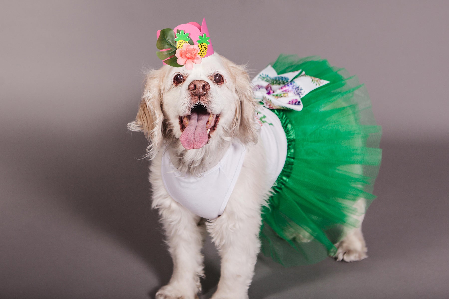 Aloha Gotcha Day Dog Birthday Outfit