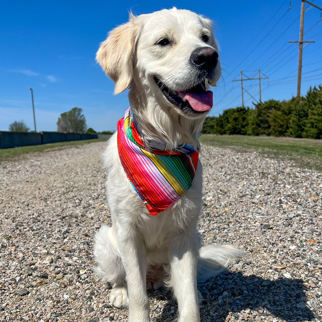 Dog Bandana | Festive Serape