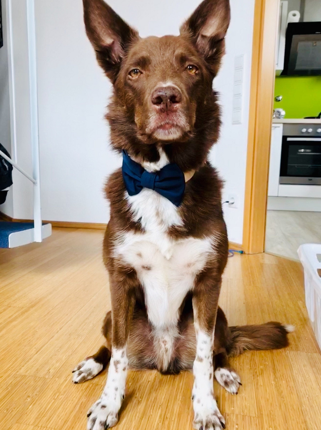 Bowtie Collar | Navy Blue