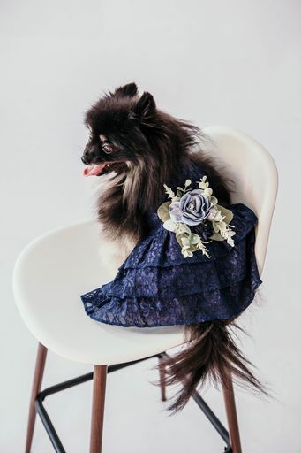 Formal Dog Dress | The Aquanetta 4XL Formal Dog Dress | The Aquanetta 4XL