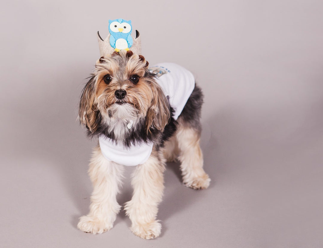 Woodlands Gotcha Day Dog Birthday Outfit #1- tee/hat / XS- 3-7 lbs Woodlands Gotcha Day Dog Birthday Outfit #1- tee/hat / XS- 3-7 lbs