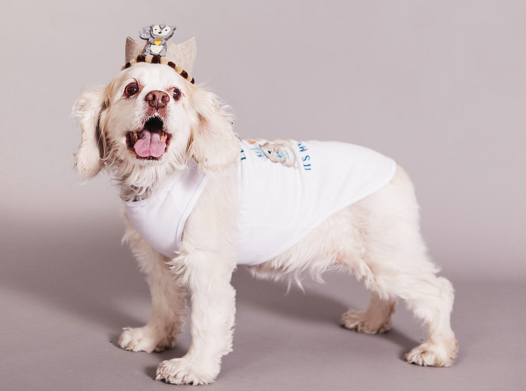 Woodlands Gotcha Day Dog Birthday Outfit House Of FurBaby Woodlands Gotcha Day Dog Birthday Outfit House Of FurBaby