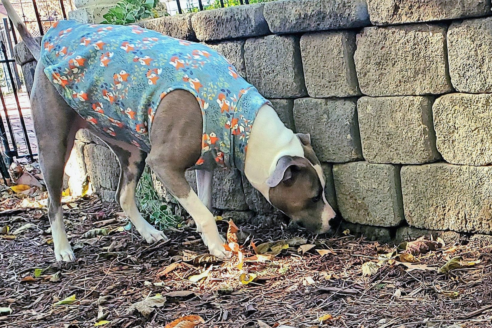 Dog Fleece | Fall Foxes