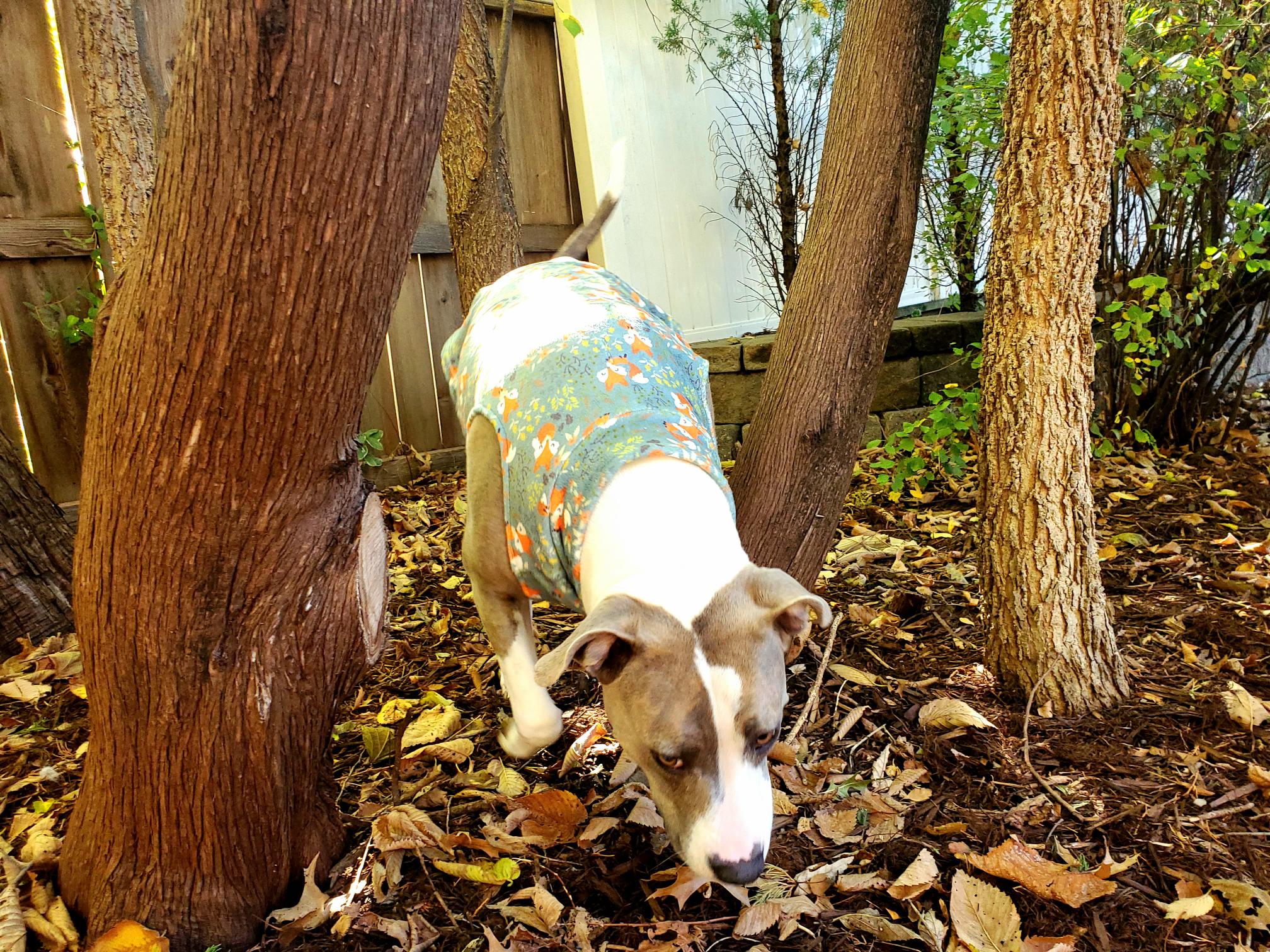 Dog Fleece | Fall Foxes