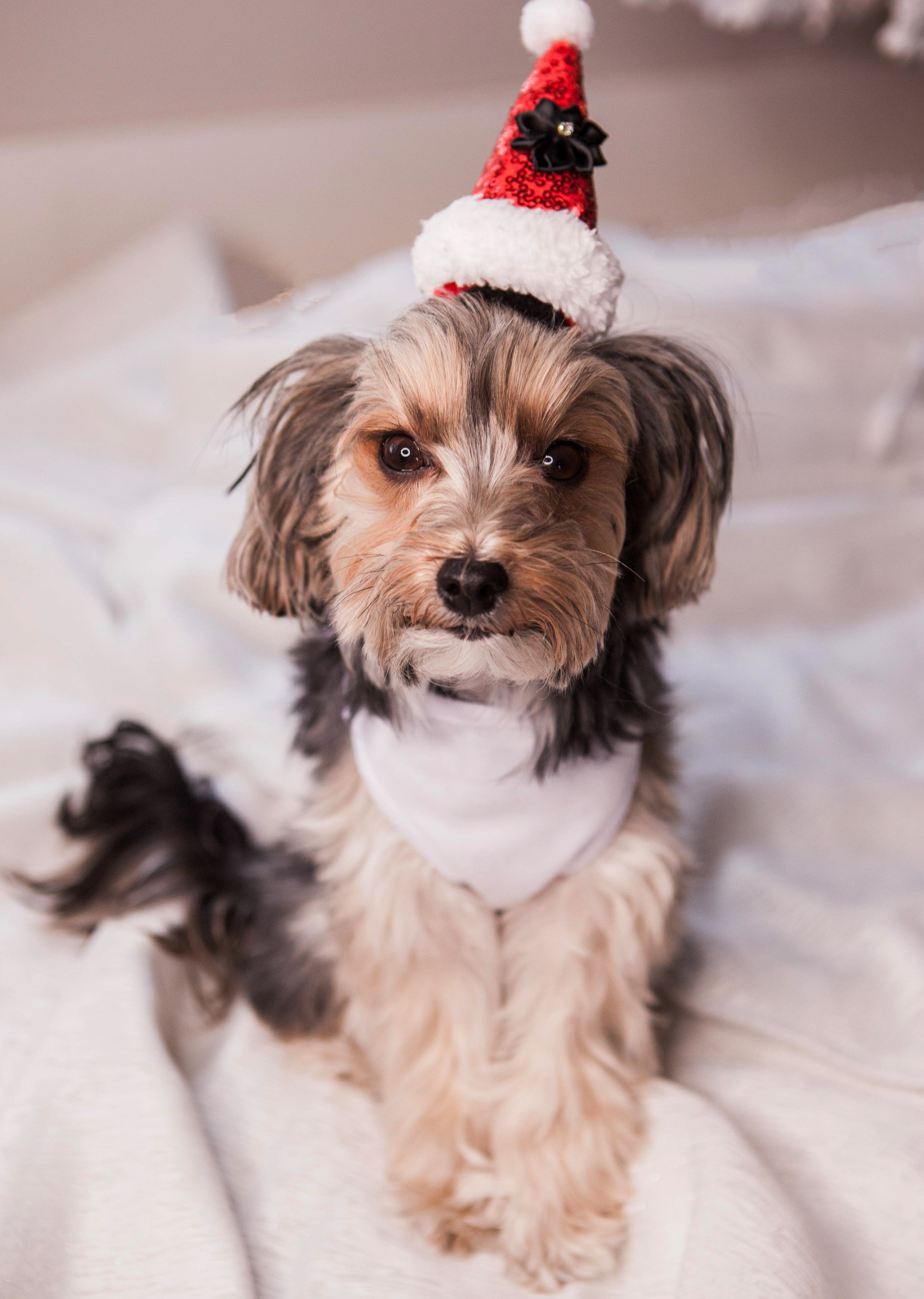 Santa's Little Helper costume