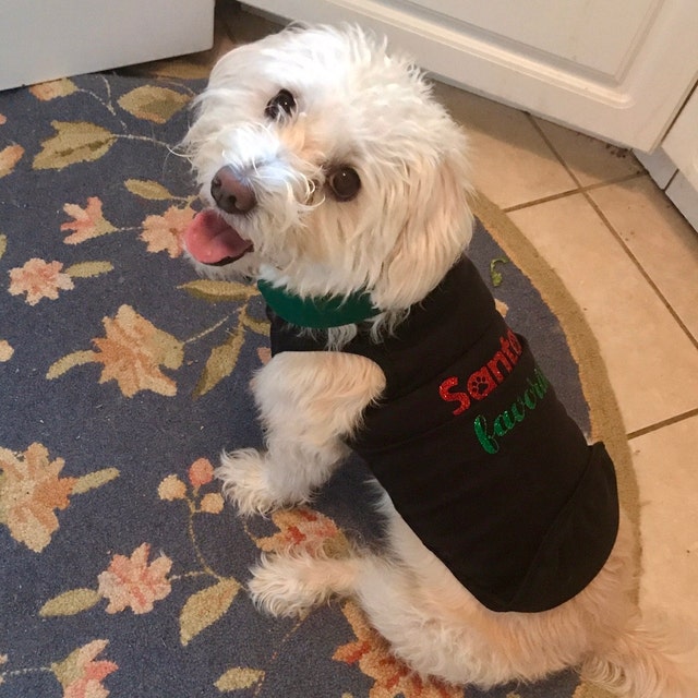 Holiday Dog Shirt | Santa's Favorite