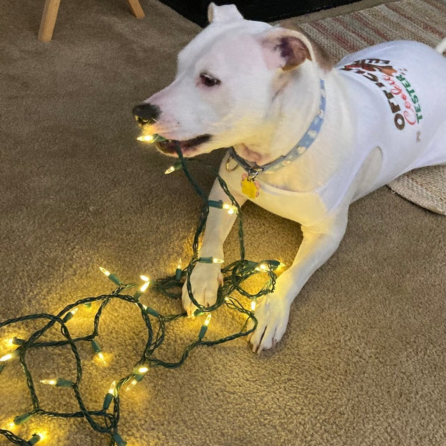 Holiday Dog Shirt | Official Cookie Tester